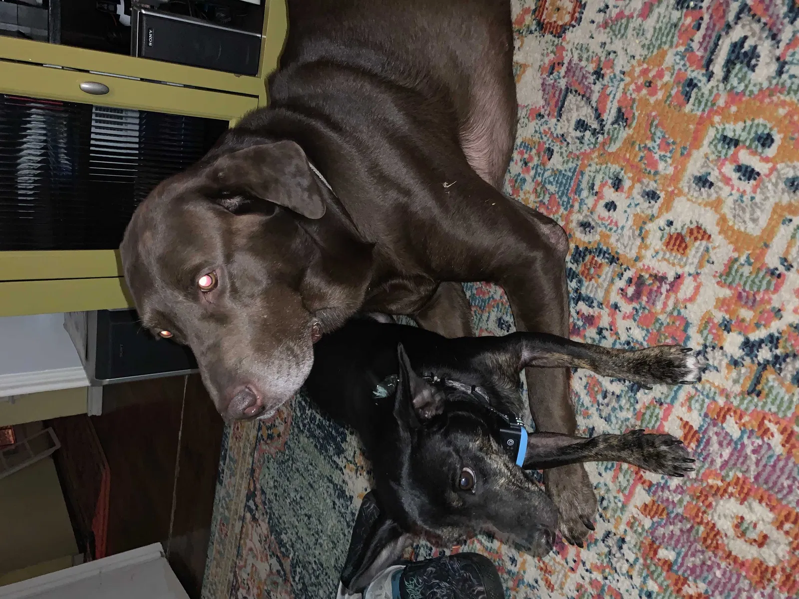 Lost dog in Fort Worth, TX, 76134