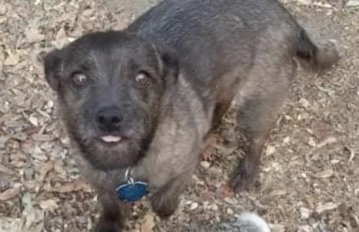 Lost dog in Auberry, CA, 93602