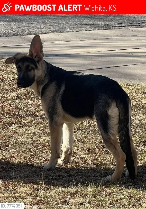 Lost dog in Wichita, KS, 67217
