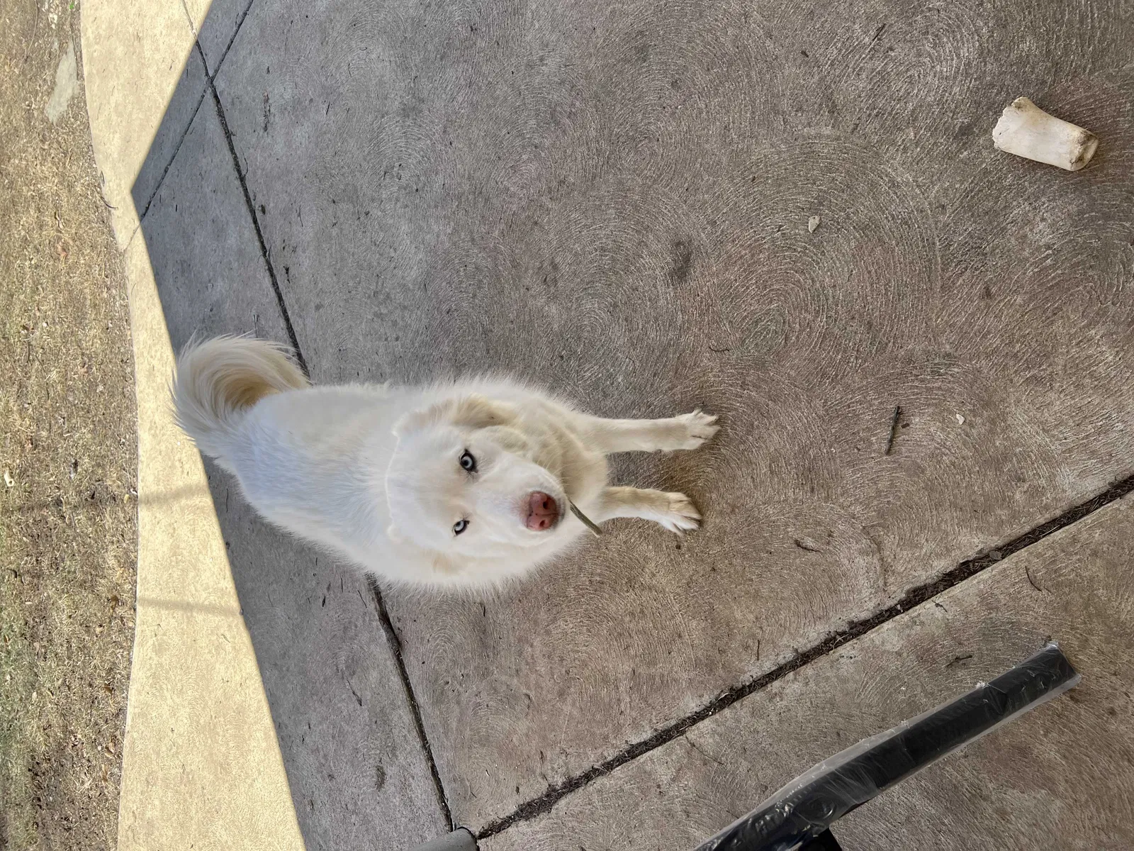 Lost dog in Saint Charles, MO, 63304
