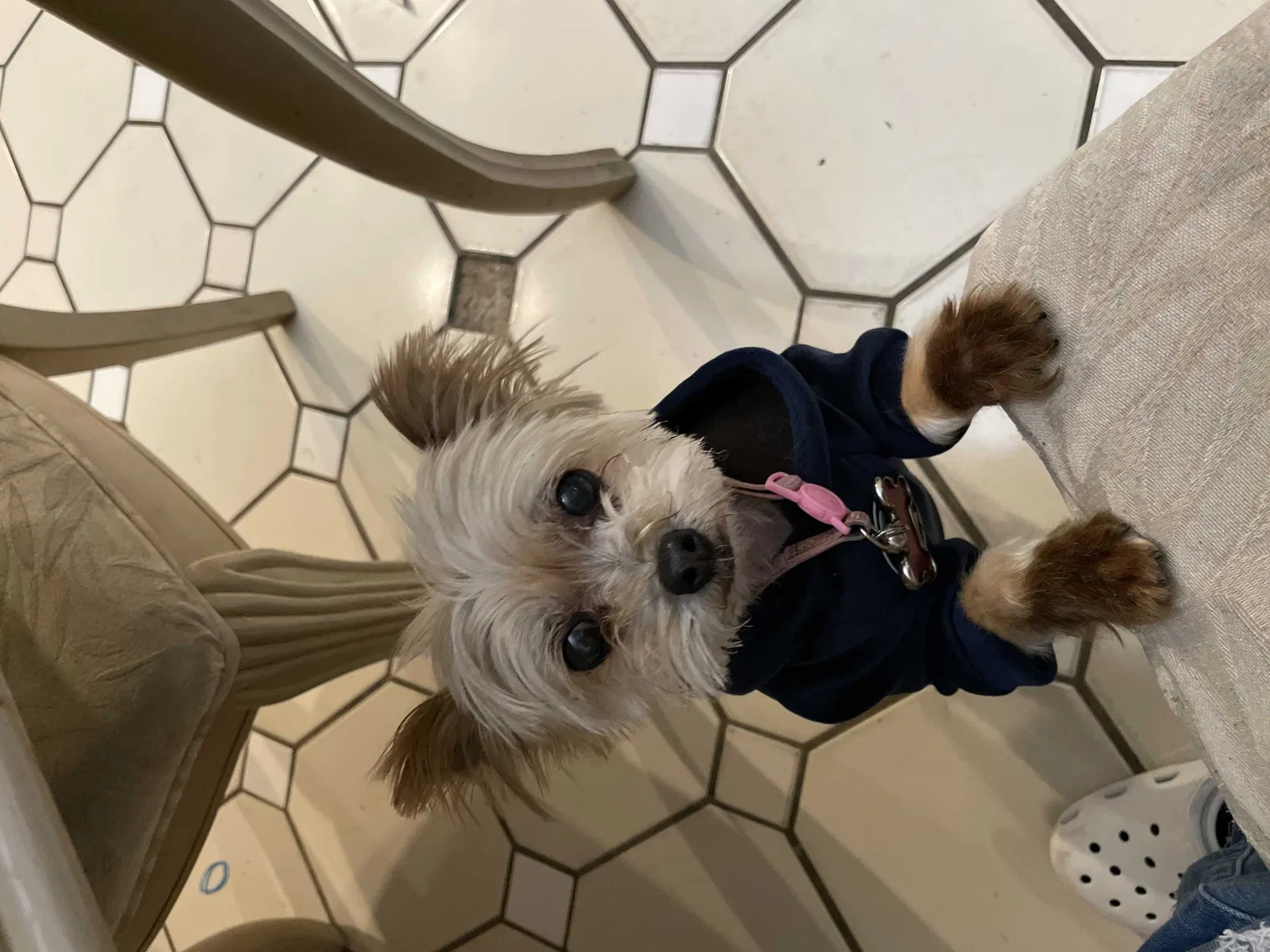 Lost dog in North Las Vegas, NV, 89032
