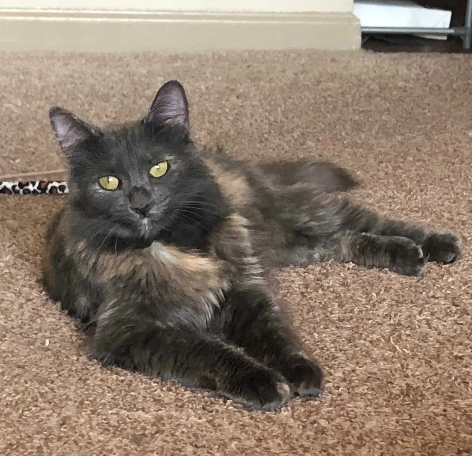 Lost cat in Houston, TX, 77019