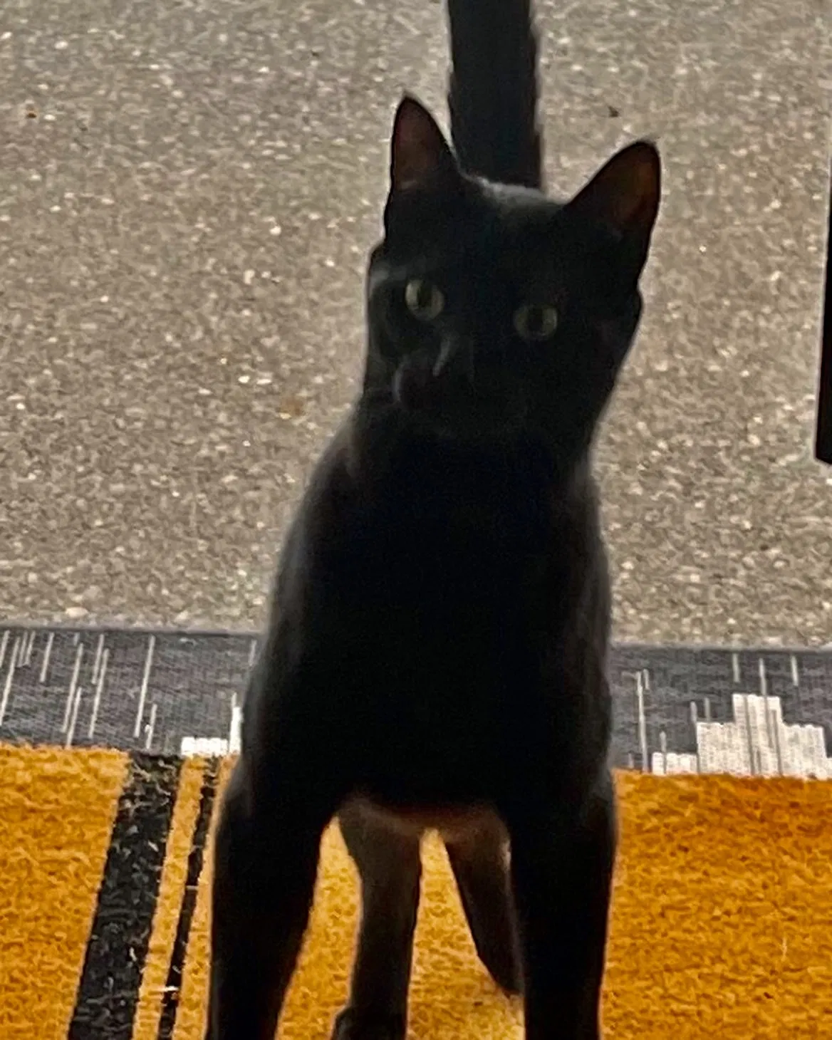 Lost cat in Turner, OR, 97392