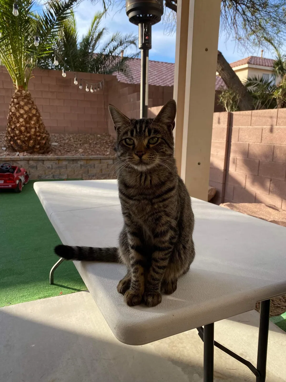Lost cat in Las Vegas, NV, 89139