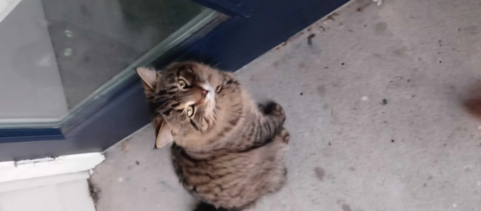 Lost cat in Houston, TX, 77077