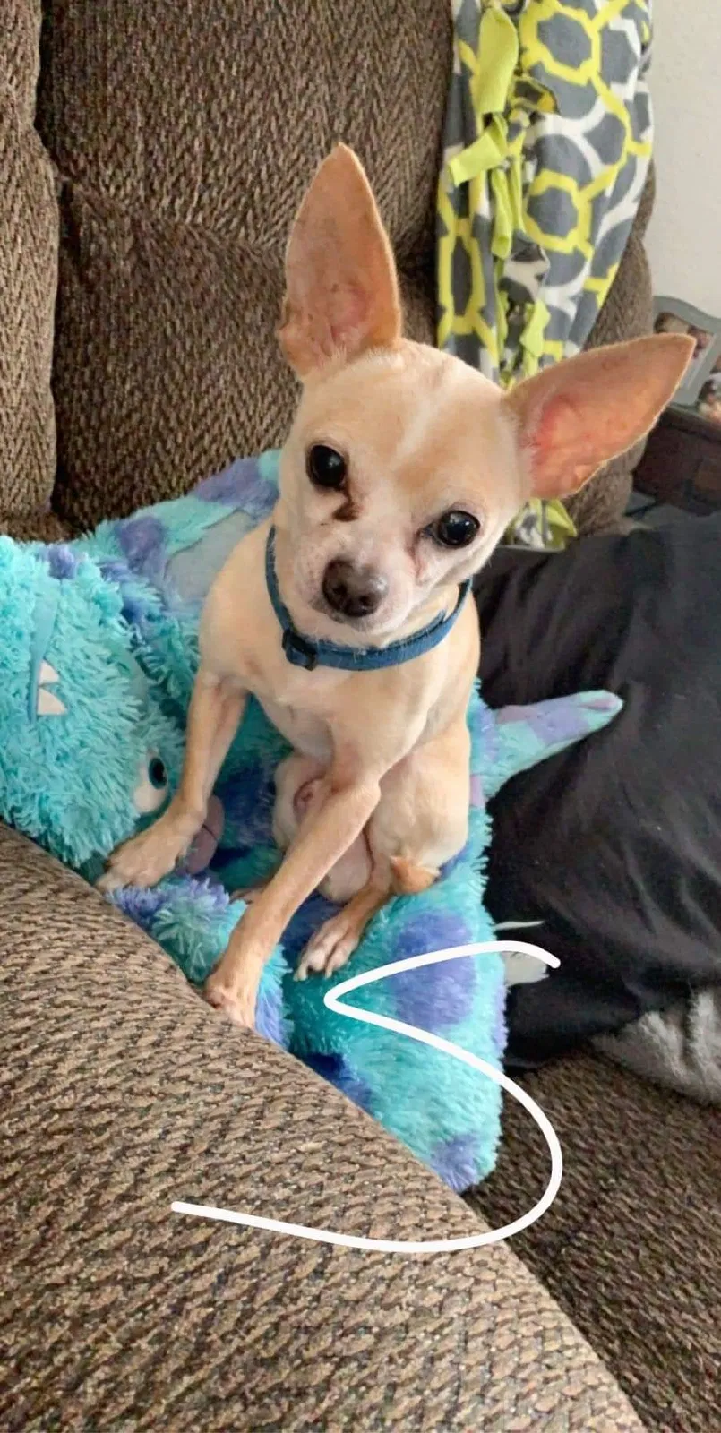 Lost dog in Pueblo, CO, 81005