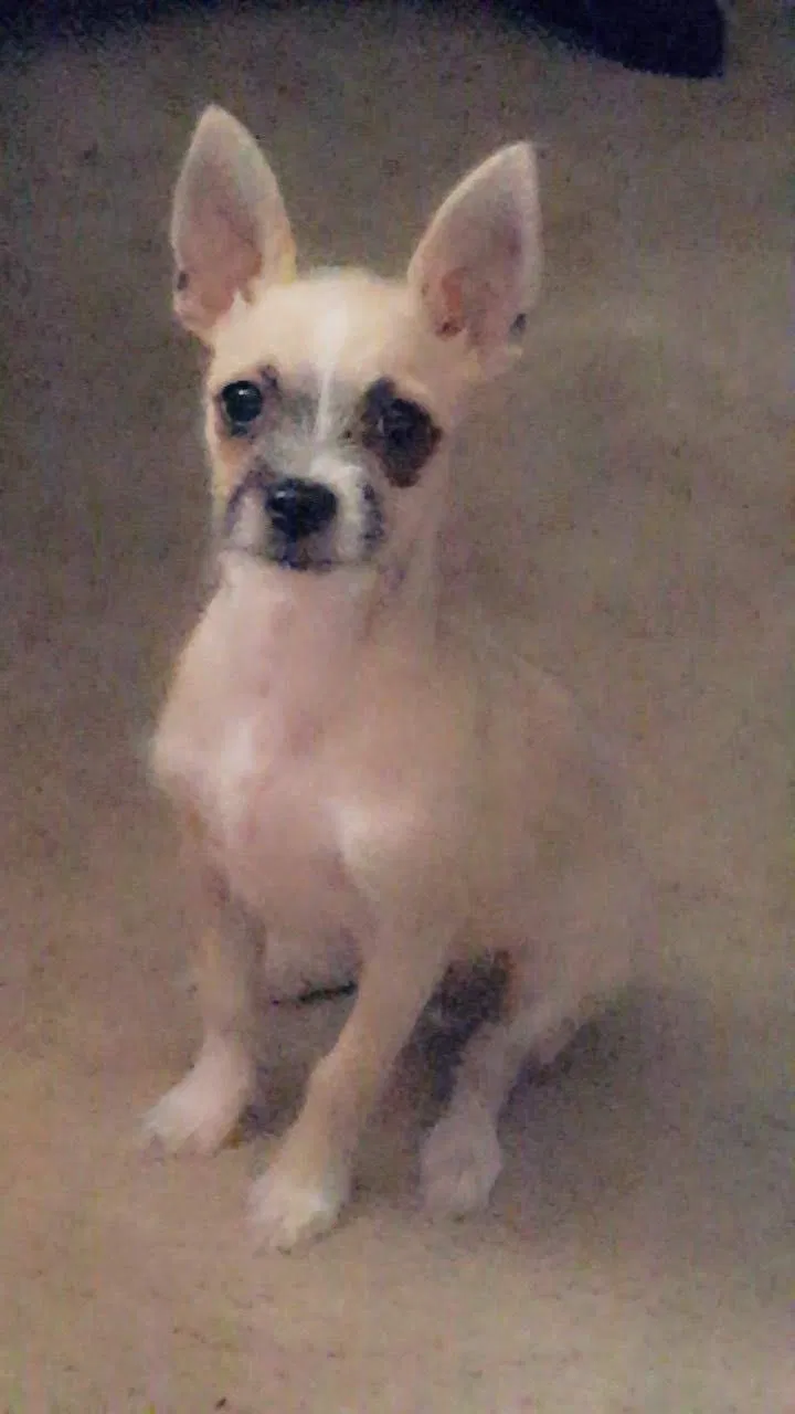 Lost dog in Lumberton, NC, 28360