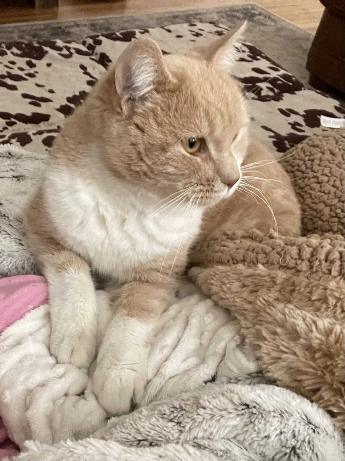 Lost cat in Layton, UT, 84041