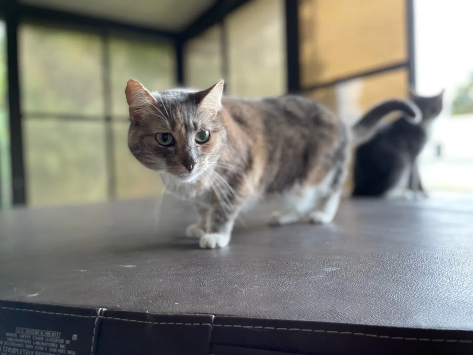 Lost cat in Lehigh Acres, FL, 33936