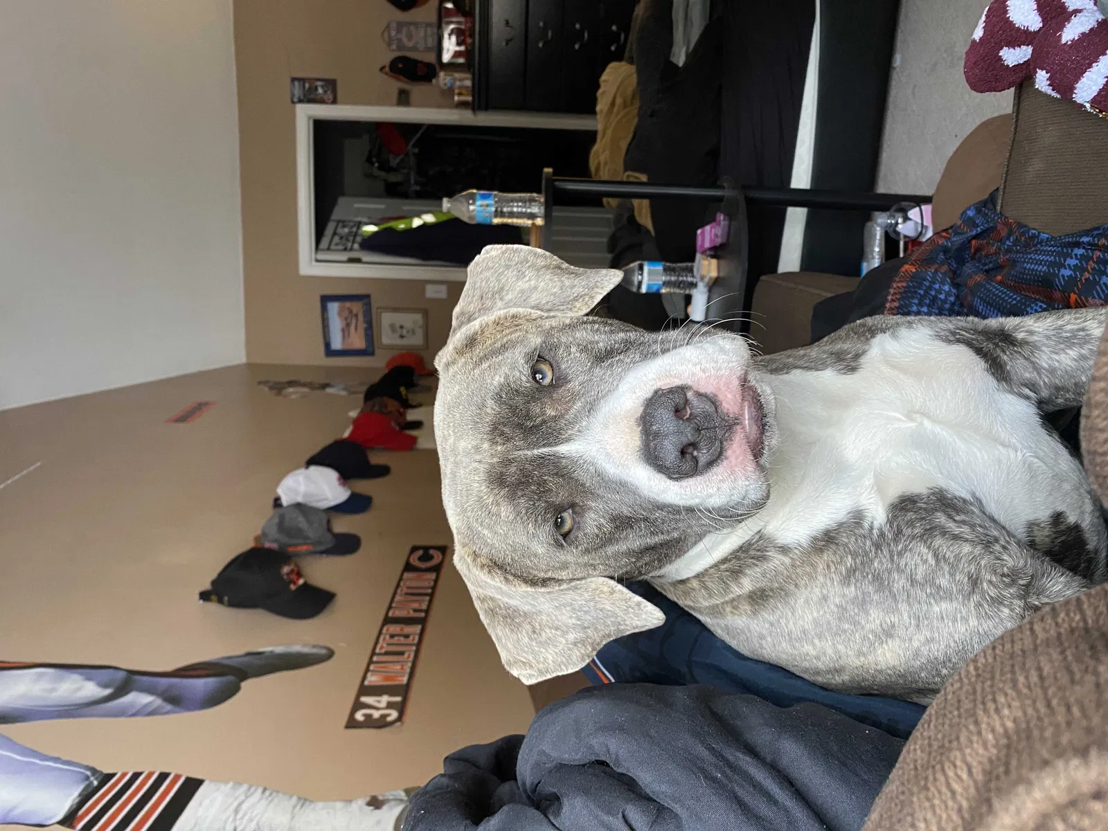 Lost dog in Vineland, NJ, 8361