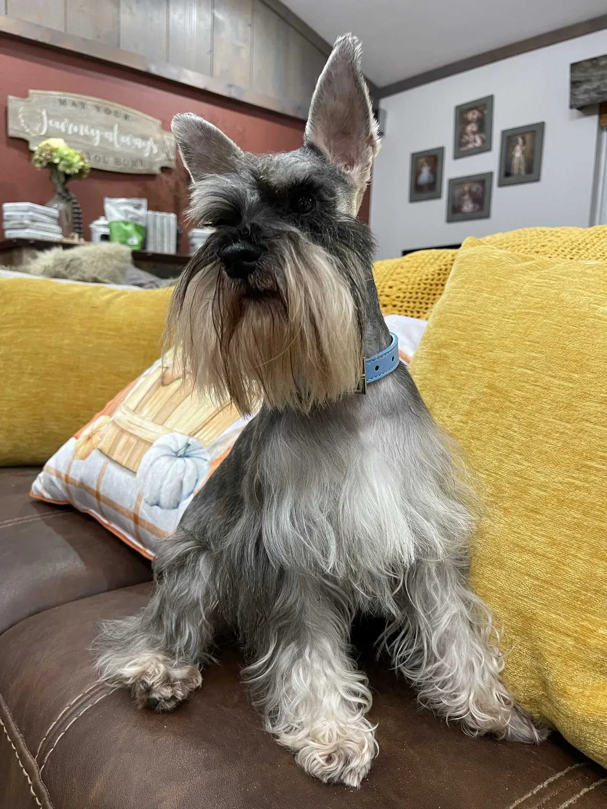 Lost dog in Tallahassee, FL, 32301