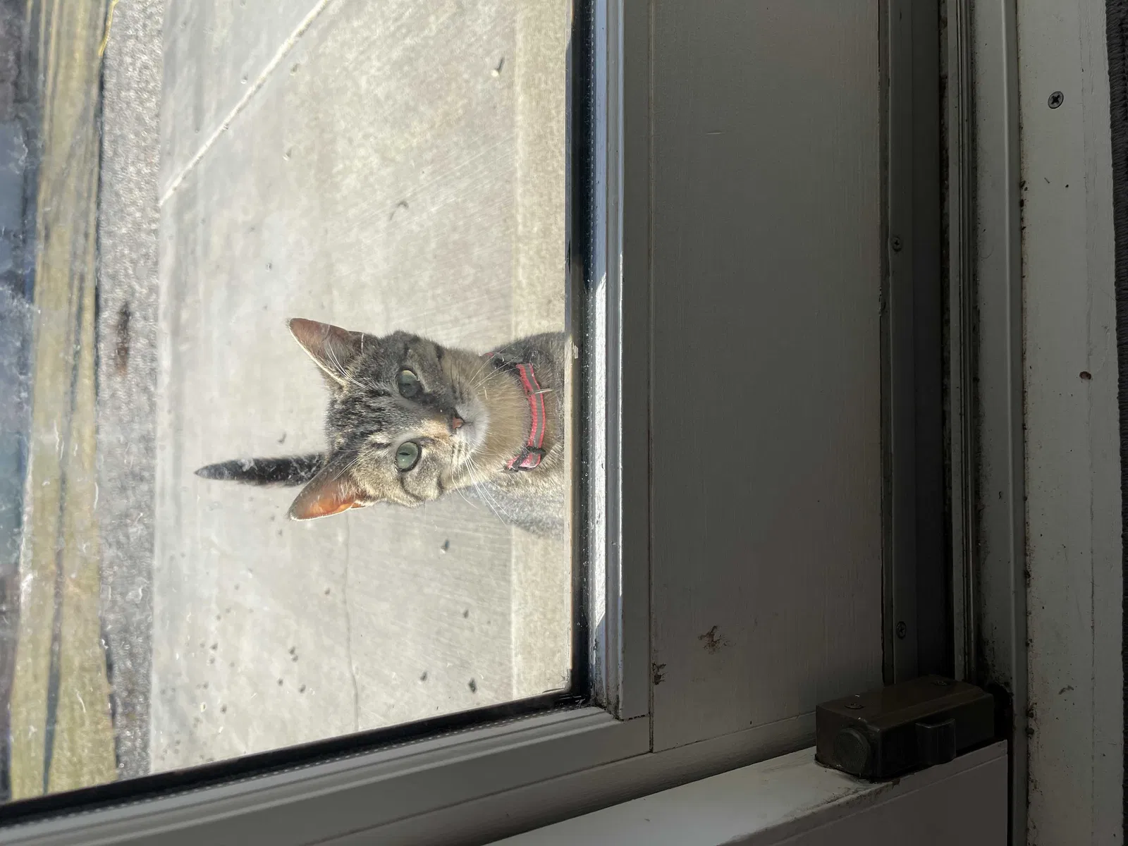 Lost cat in Brownsburg, IN, 46112