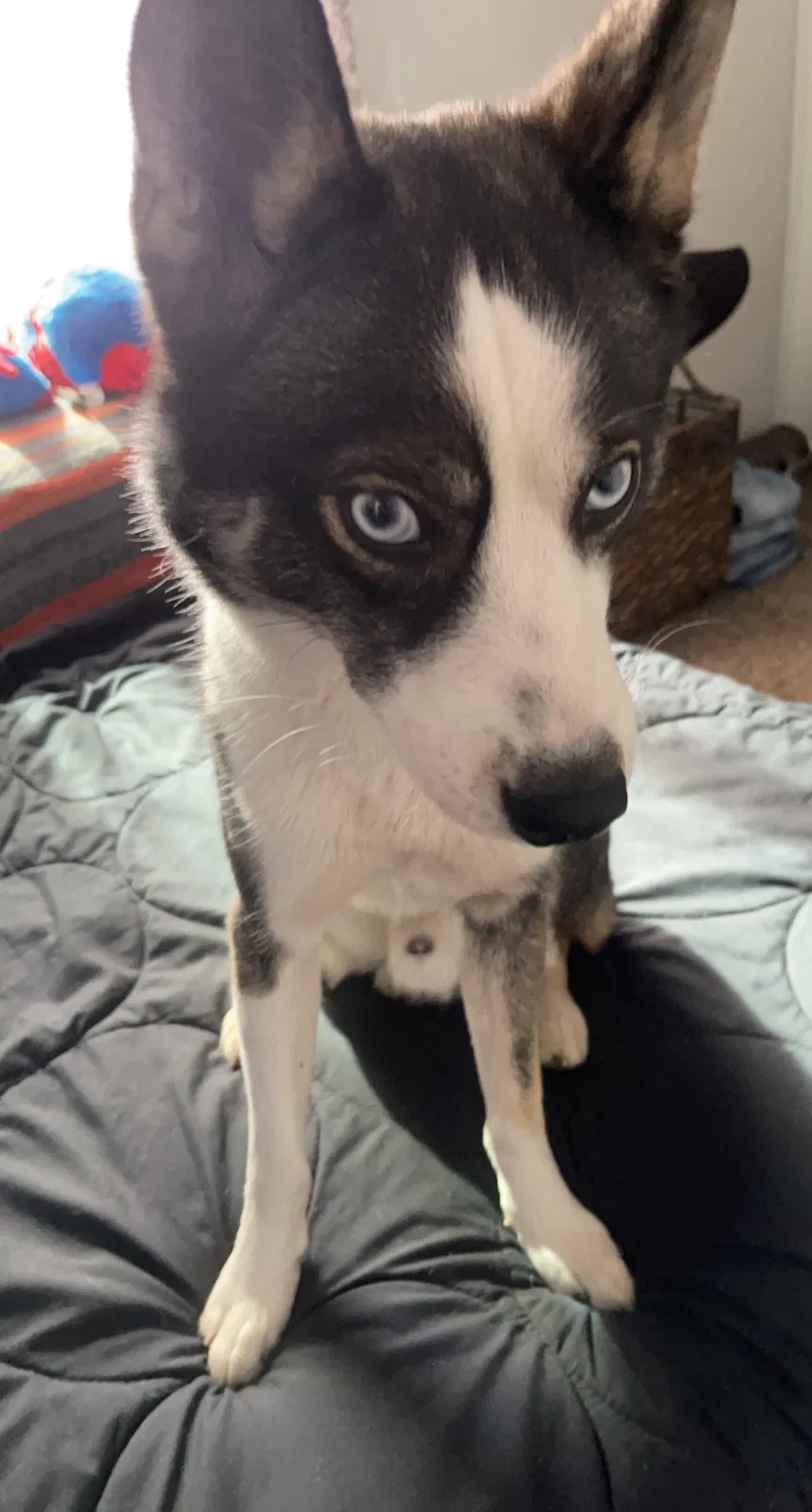 Lost dog in San Diego, CA, 92114