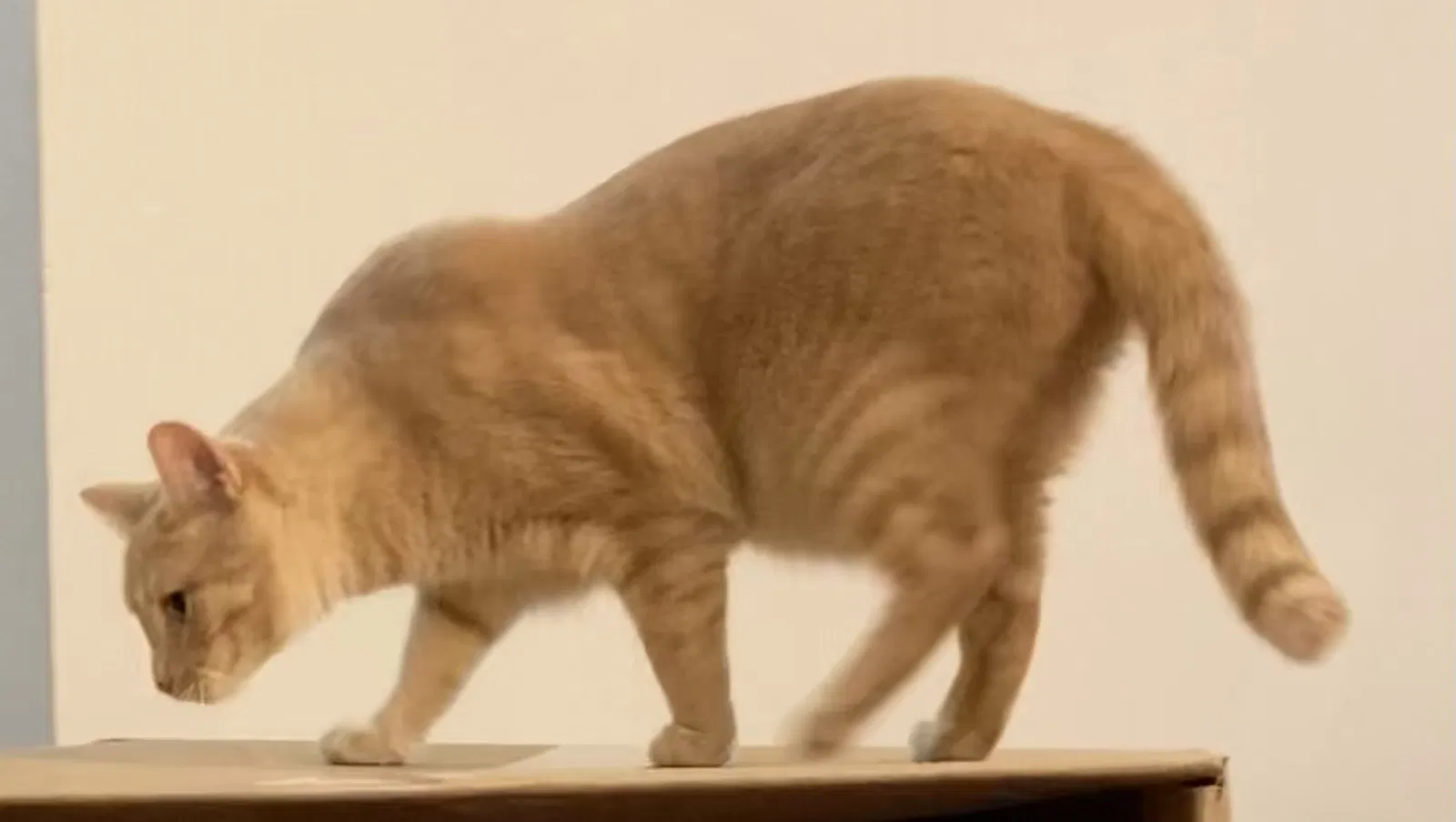 Lost cat in Rockville, MD, 20853