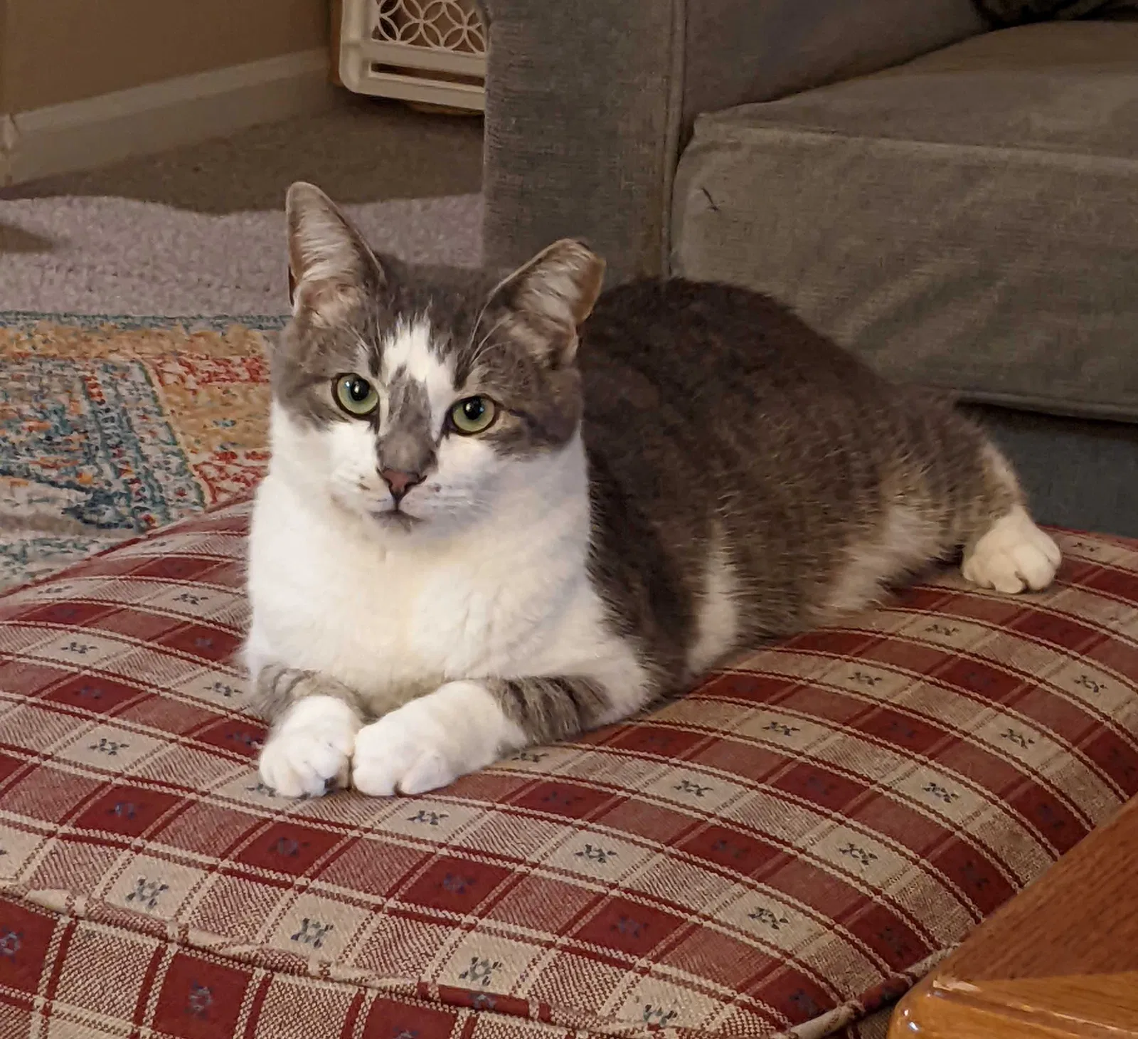 Lost cat in Chattanooga, TN, 37419