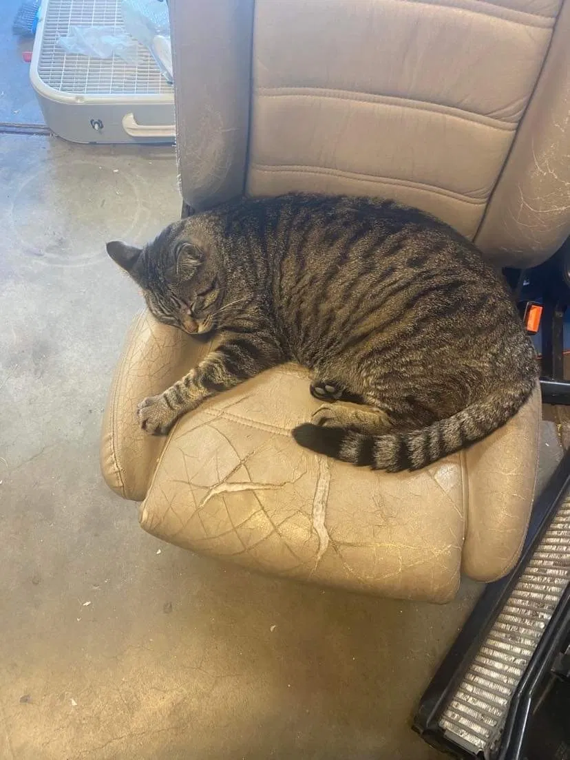 Lost cat in Boise, ID, 83704