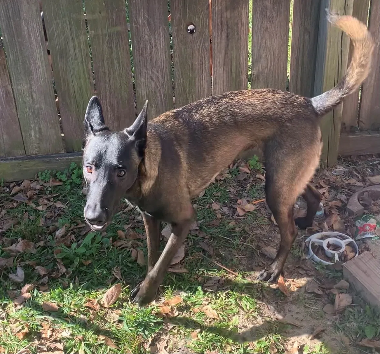 Lost dog in Houston, TX, 77088