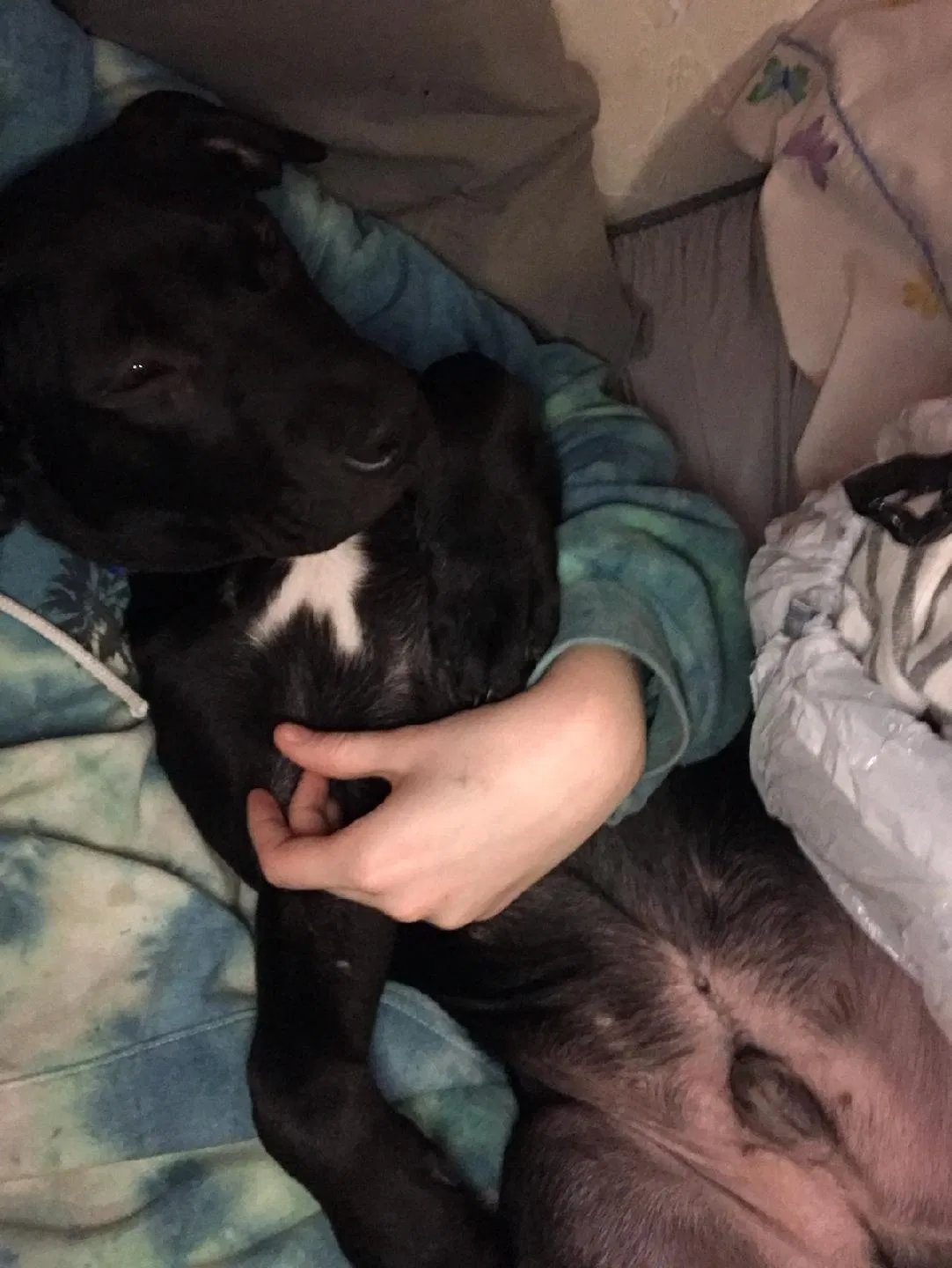 Lost dog in Springfield, MO, 65804
