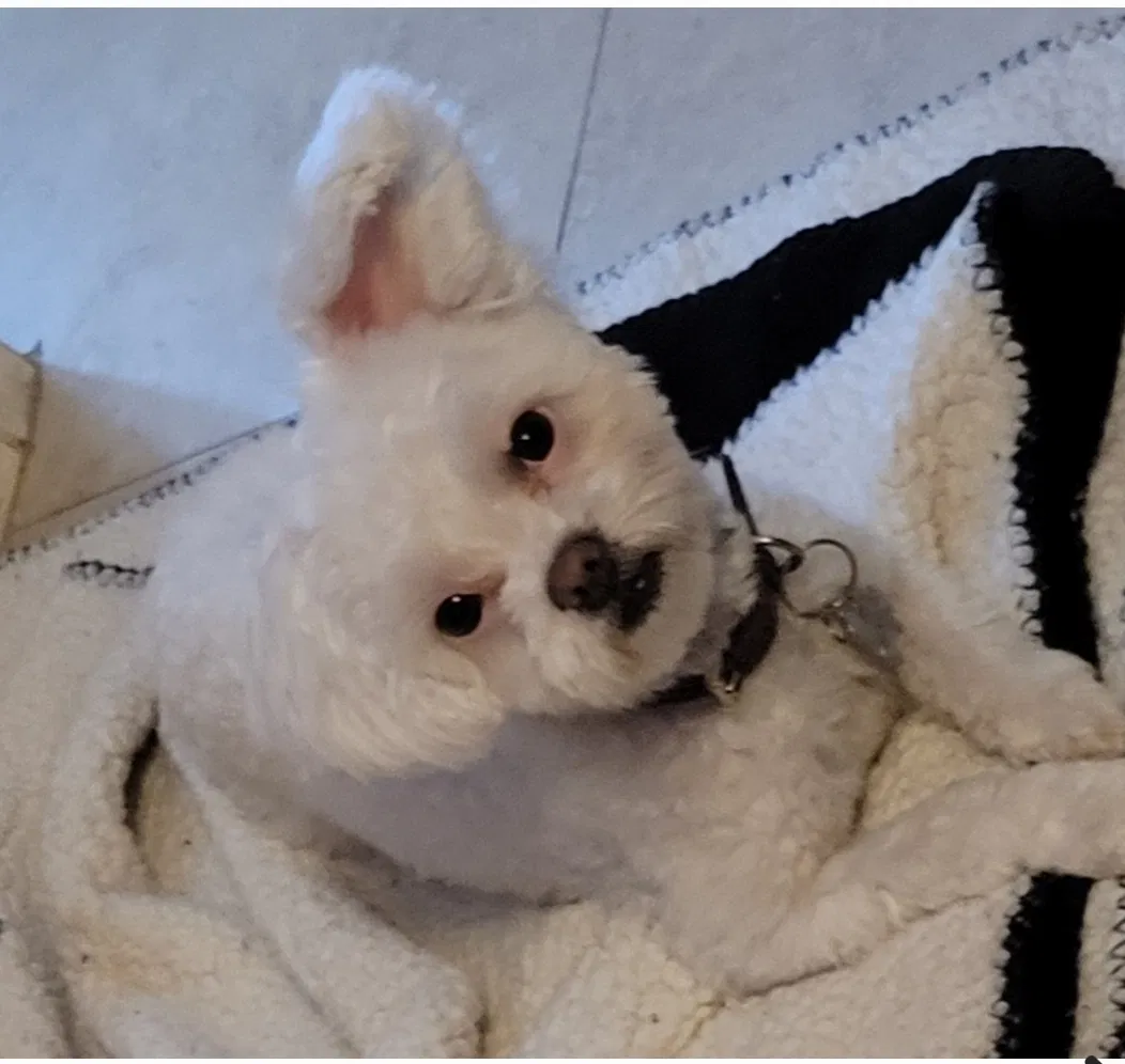 Lost dog in Glendale, AZ, 85304