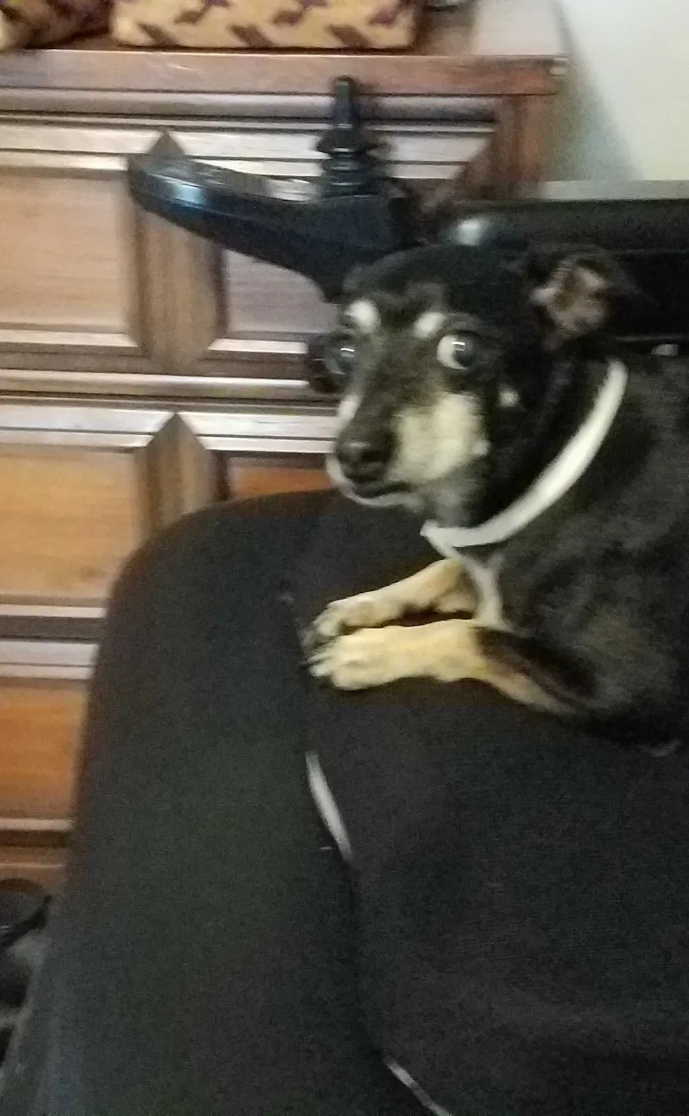 Lost dog in Pensacola, FL, 32526