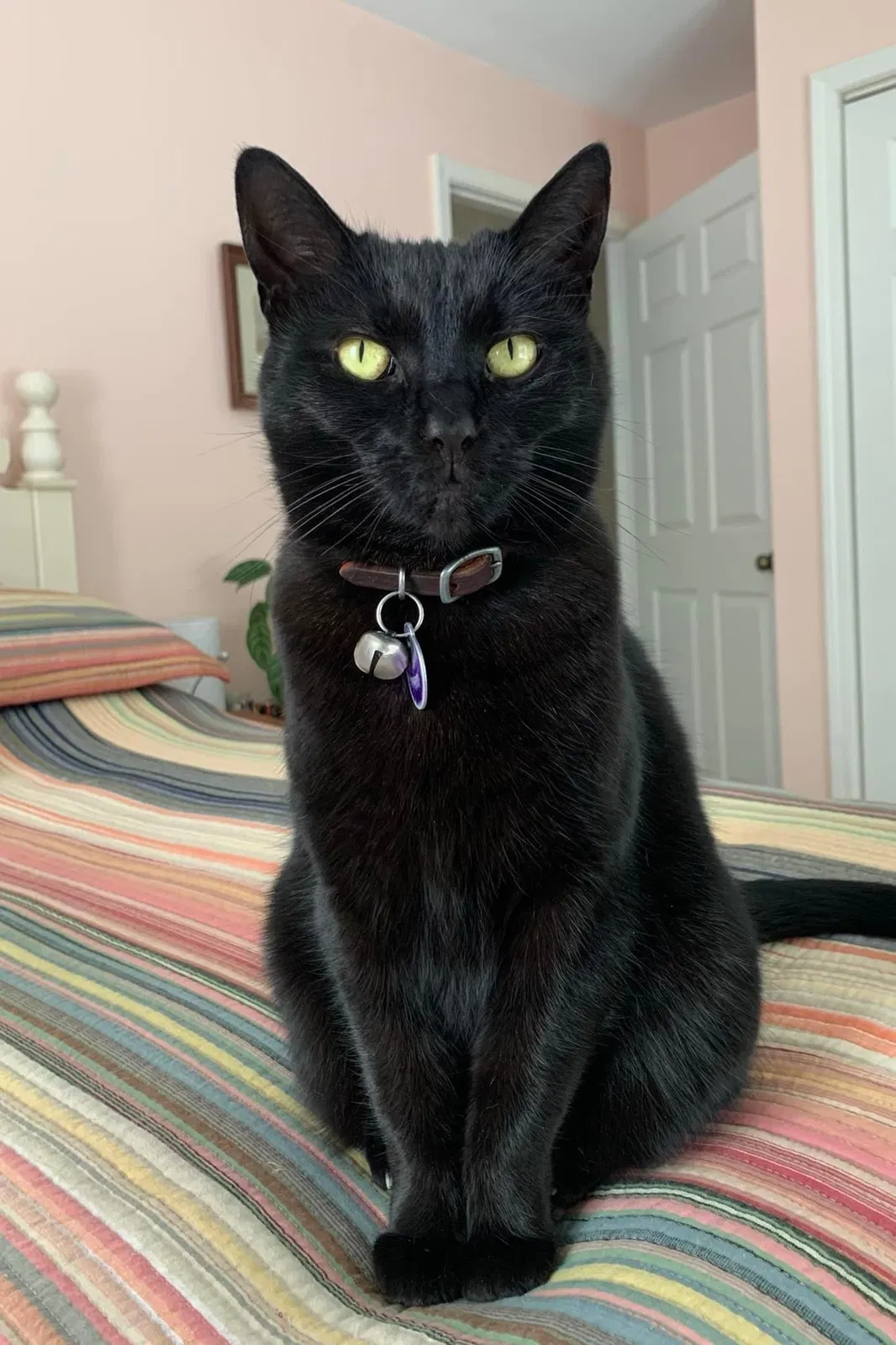 Lost cat in Fort Myers, FL, 33908
