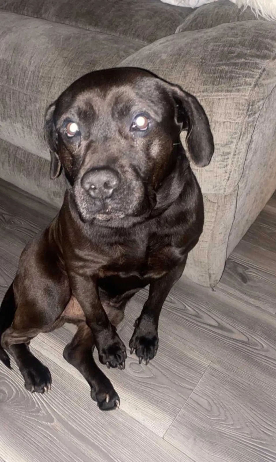 Lost dog in Terrell, NC, 28682