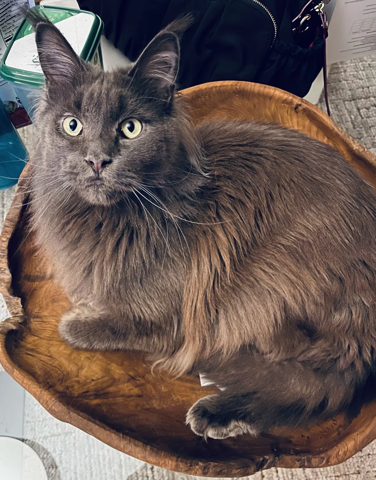 Lost cat in Naples, FL, 34114