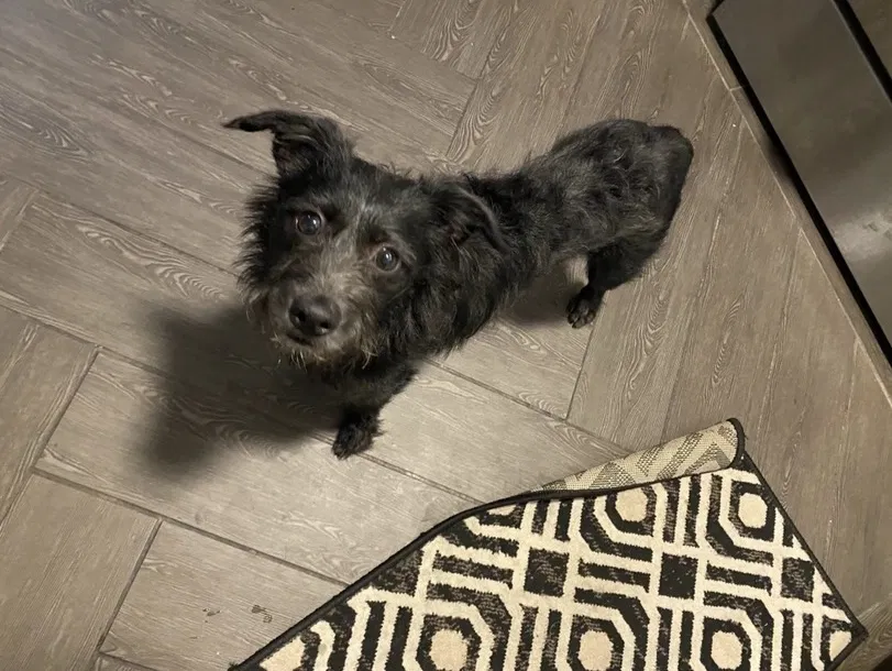 Lost dog in Lomita, CA, 90717