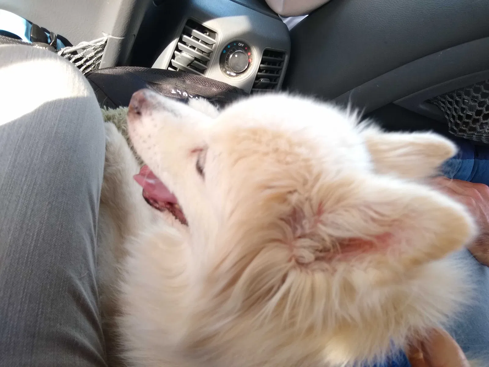Lost dog in Dripping Springs, TX, 78620
