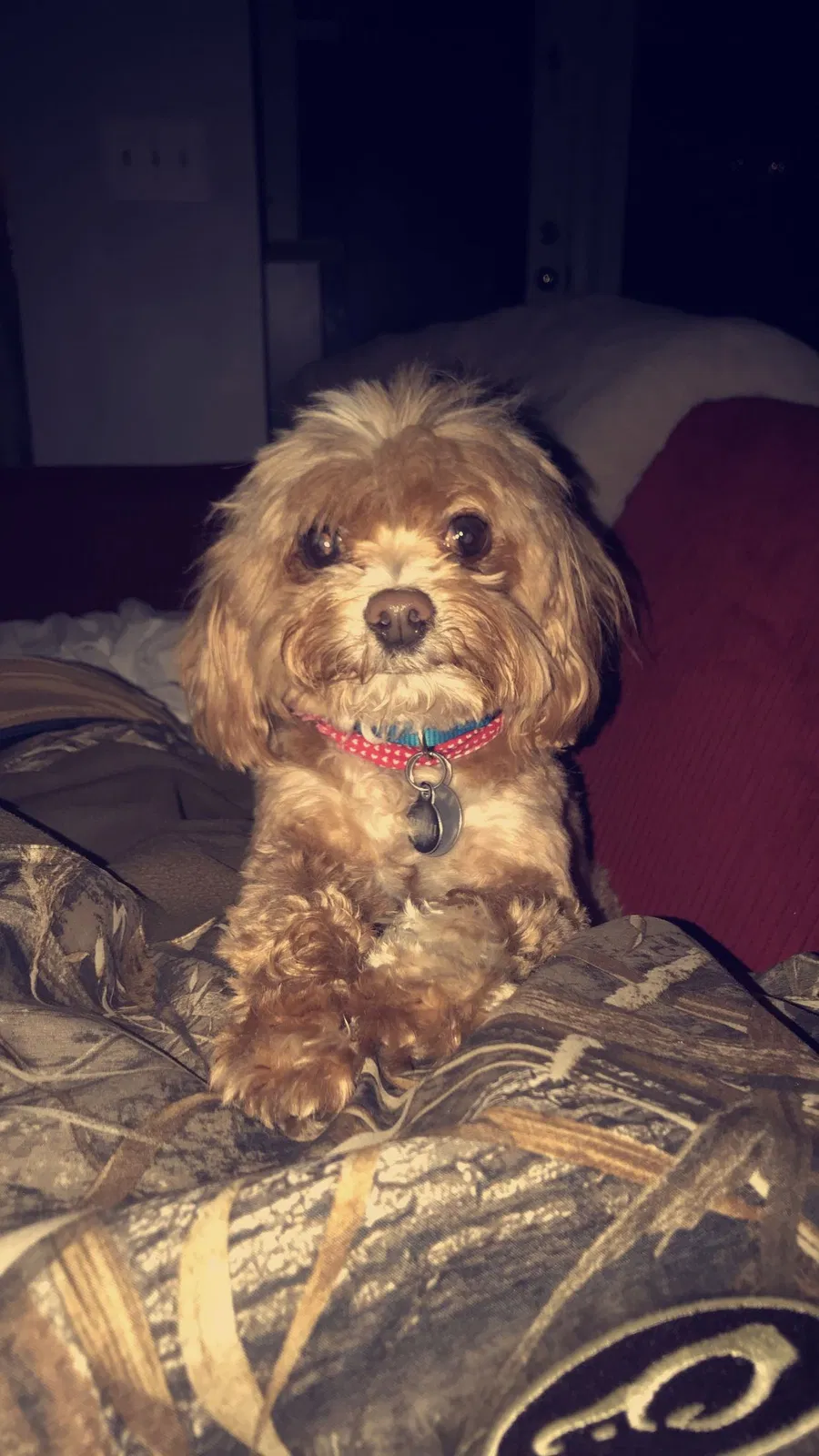 Lost dog in Florence, SC, 29501
