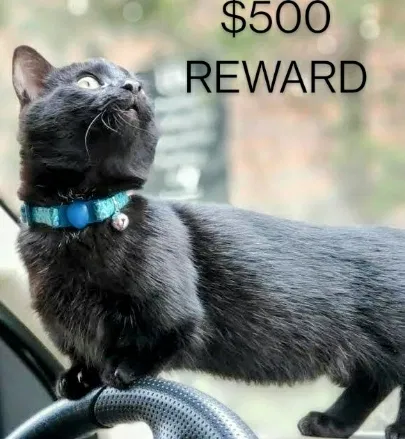Lost cat in Homestead, FL, 33030