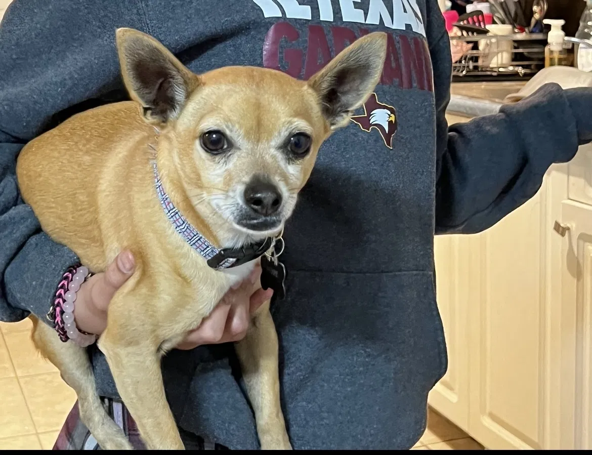 Lost dog in Dallas, TX, 75228