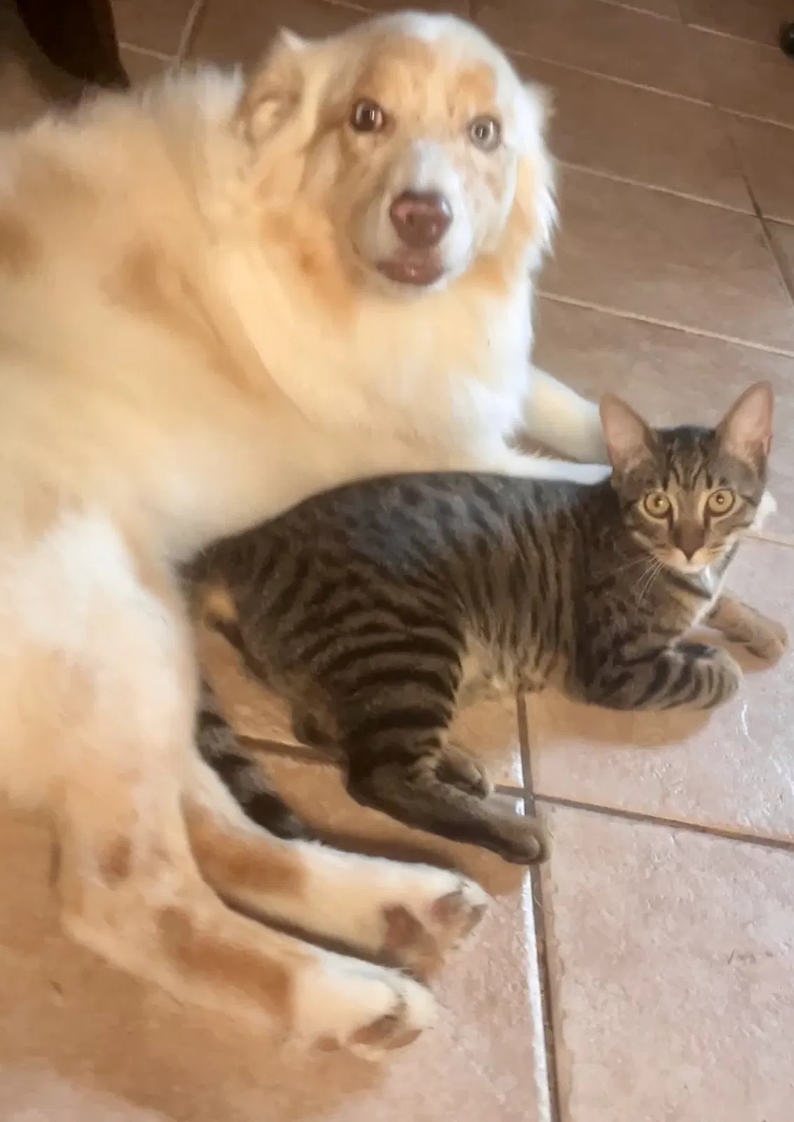 Lost cat in Loxahatchee, FL, 33470