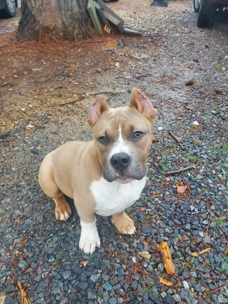 Lost dog in Rock Hill, SC, 29732