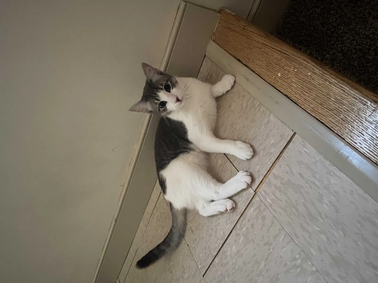 Lost cat in New Britain, CT, 6053