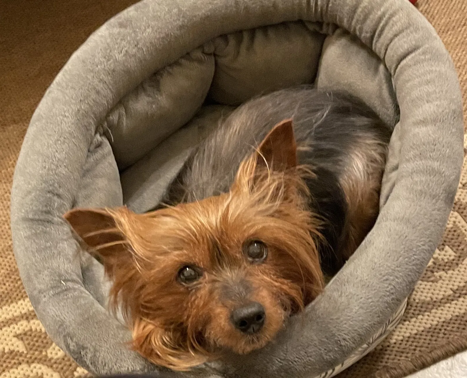 Lost dog in Hattiesburg, MS, 39402