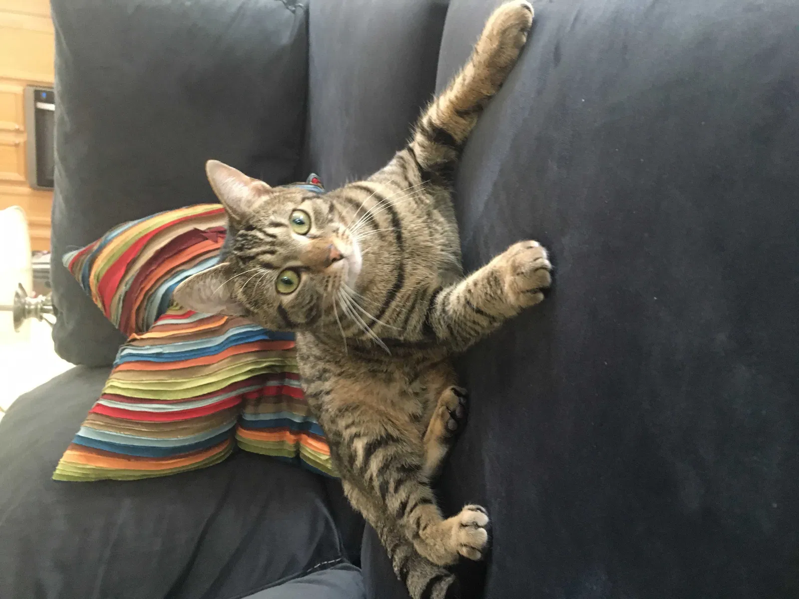Lost cat in Charlotte, NC, 28269