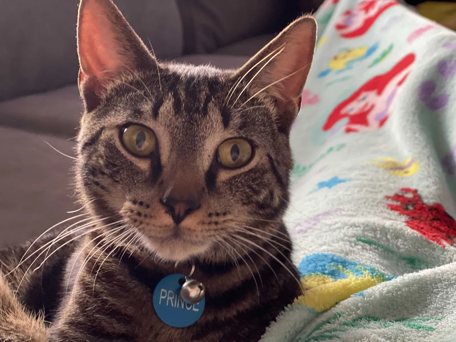 Lost cat in North Palm Beach, FL, 33408