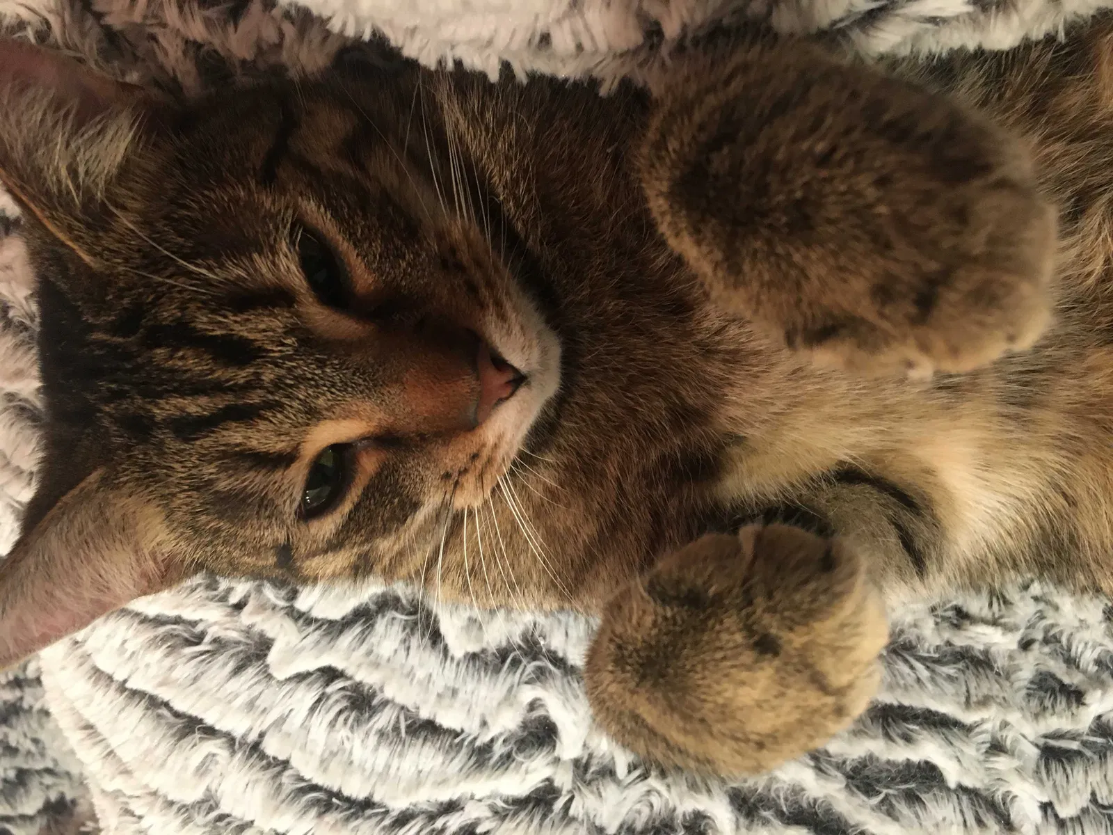 Lost cat in Rockford, IL, 61108