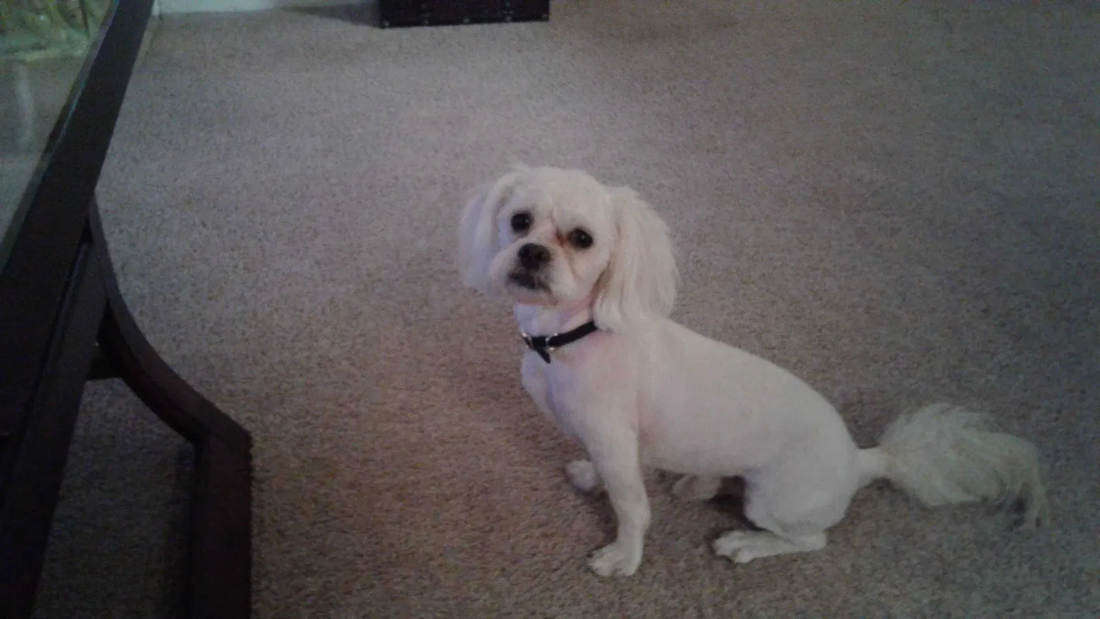 Lost dog in Columbia, SC, 29212