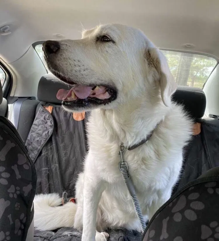 Lost dog in Spring, TX, 77388