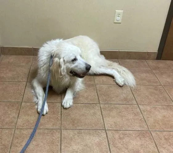 Lost dog in Spring, TX, 77388
