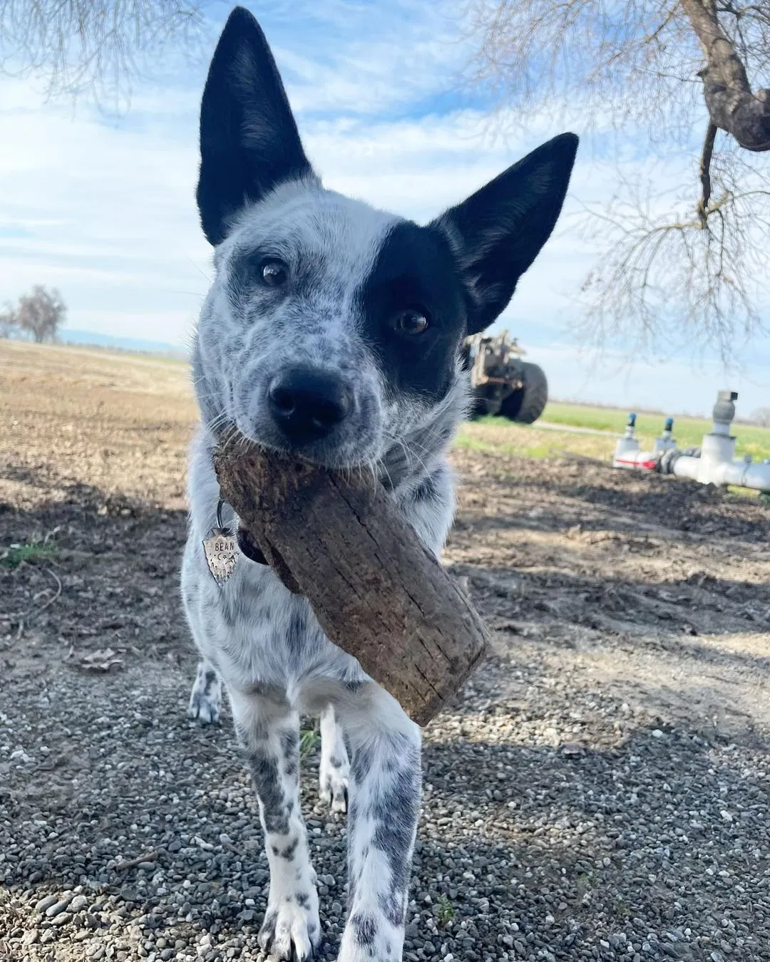 Lost dog in Woodland, CA, 95695