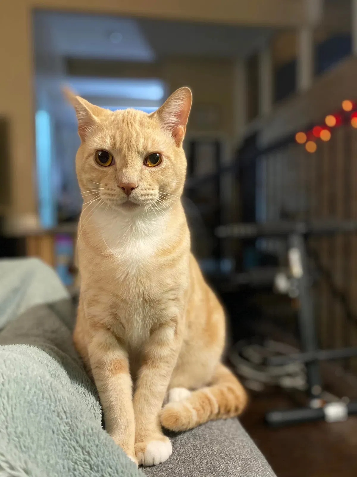 Lost cat in Dallas, TX, 75224