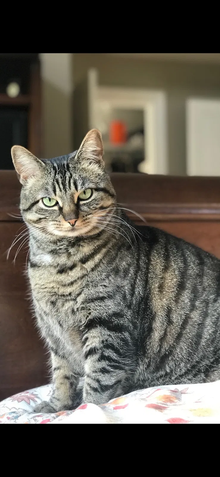 Lost cat in Brecksville, OH, 44141