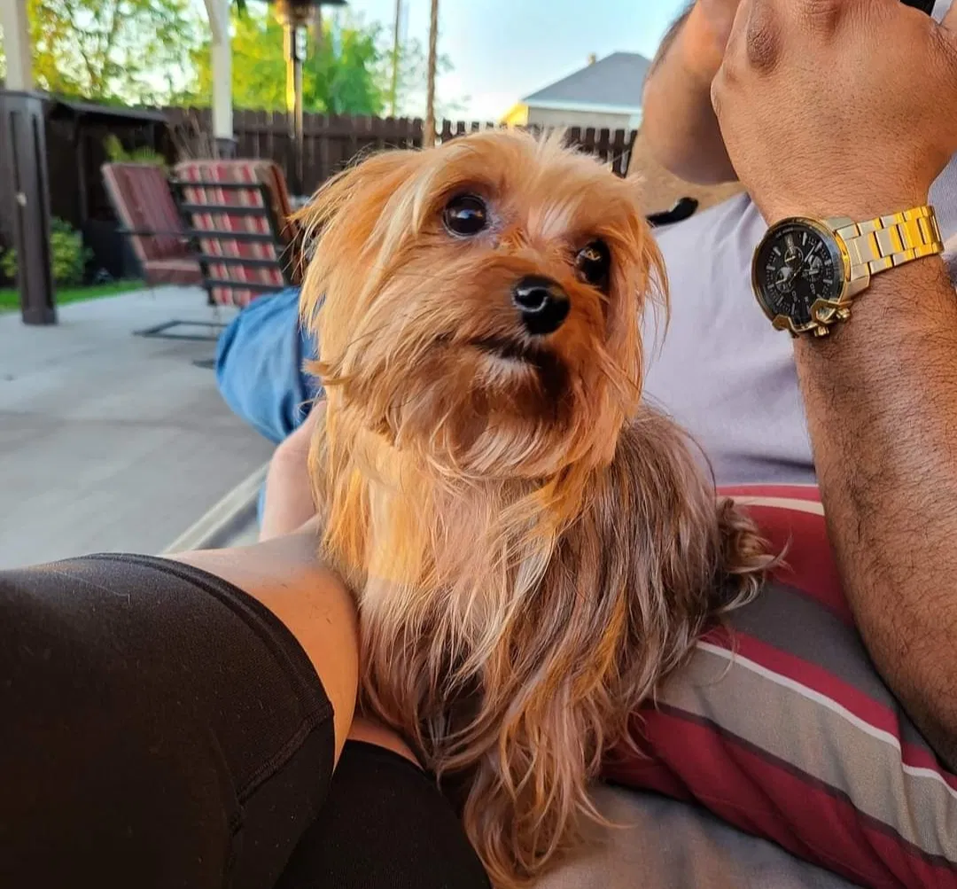 Lost dog in Weslaco, TX, 78599
