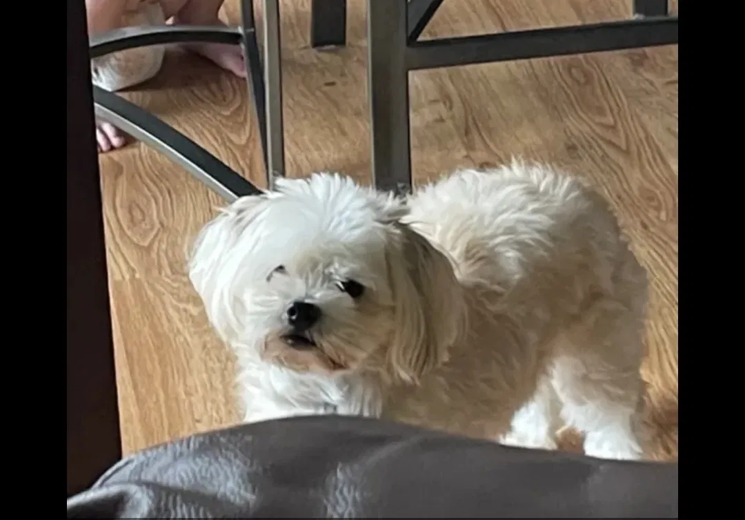 Lost dog in Wichita, KS, 67212