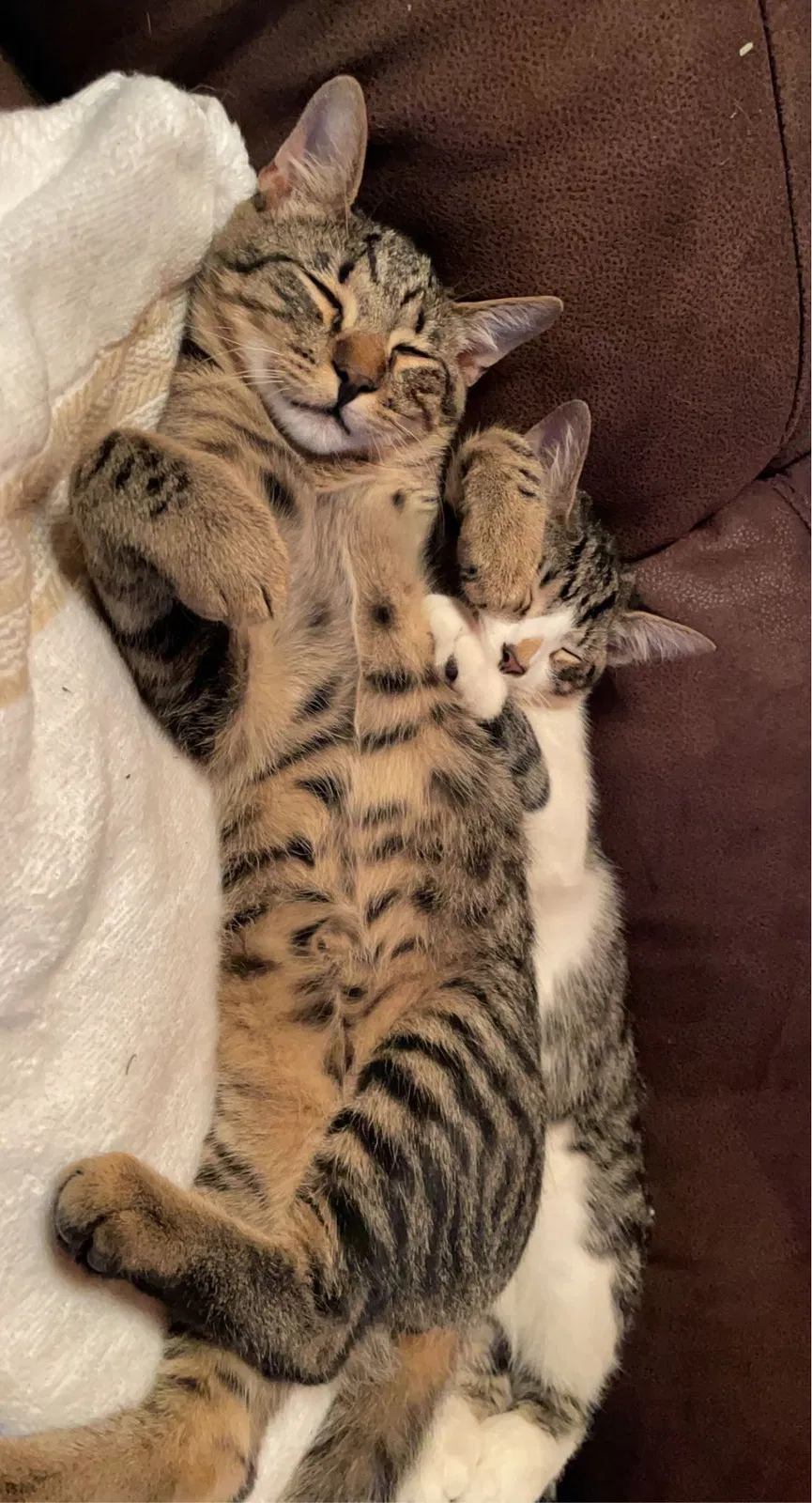 Lost cat in Loxahatchee, FL, 33470