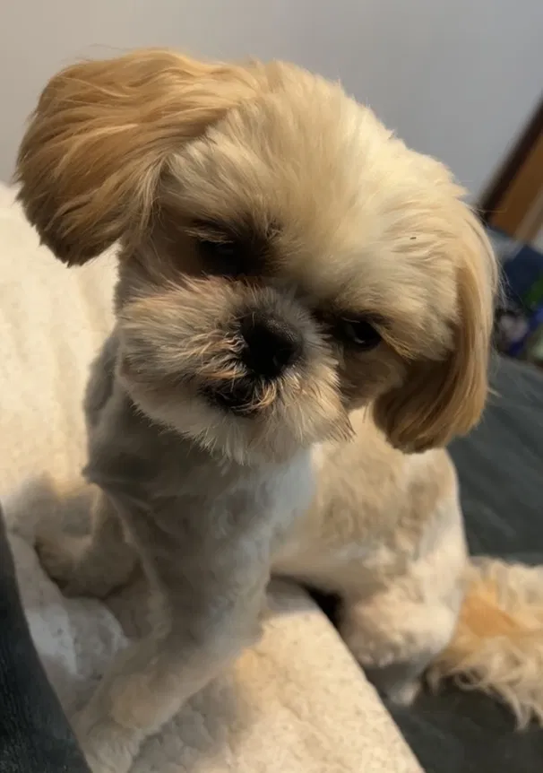 Lost dog in Portland, OR, 97218