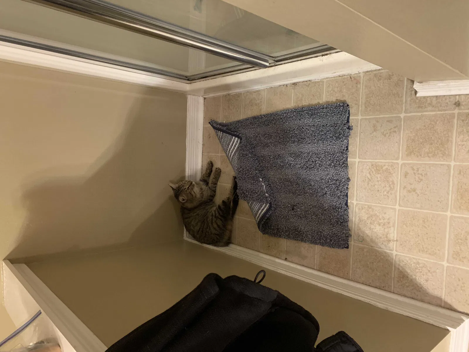 Lost cat in Pensacola, FL, 32503